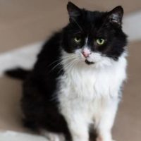 Маркиз, 10 лет. Лобня М.О.